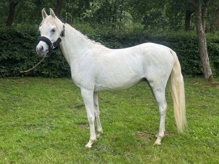 Purosangue arabo Stallone 2 Anni Grigio in Bergen L
