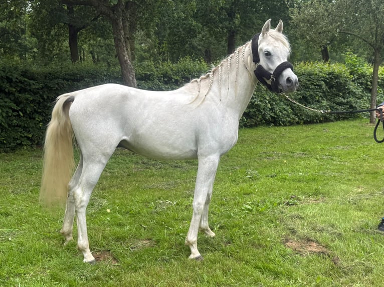 Purosangue arabo Stallone 2 Anni Grigio in Bergen L
