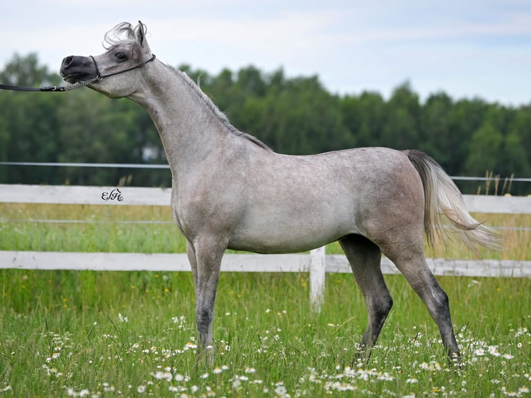 Purosangue arabo Stallone 2 Anni Grigio in Wola Rz&#x119;dzi&#x144;ska