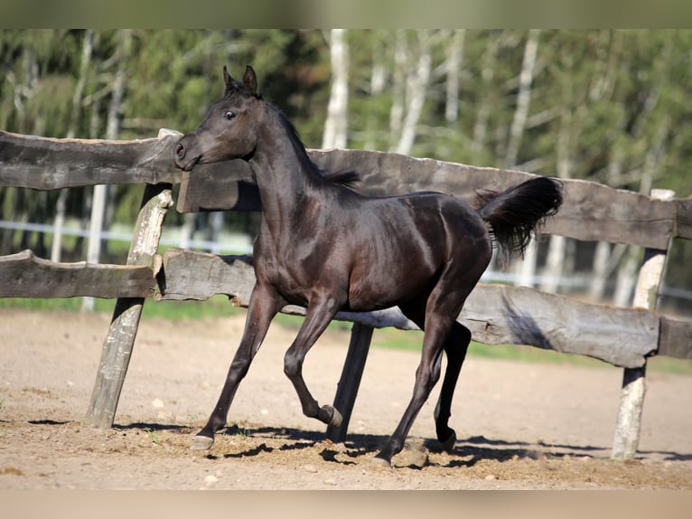 Purosangue arabo Stallone 2 Anni Morello in Głowno