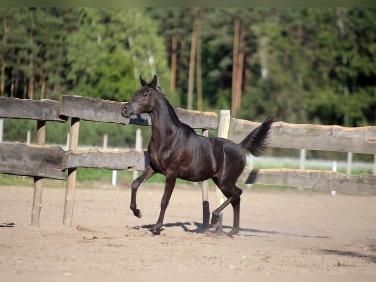 Purosangue arabo Stallone 2 Anni Morello in Głowno