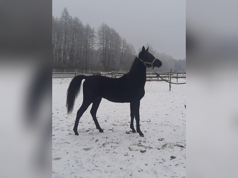 Purosangue arabo Stallone 2 Anni Morello in Głowno