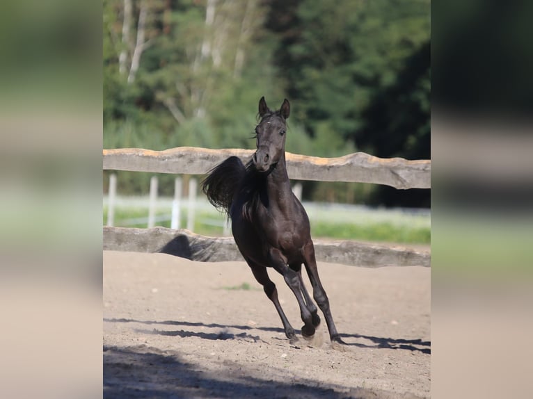 Purosangue arabo Stallone 2 Anni Morello in Głowno