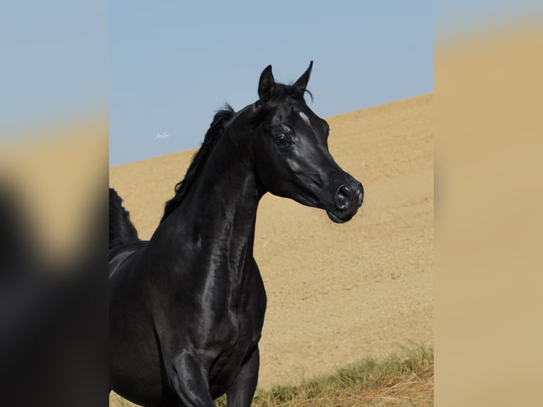 Purosangue arabo Stallone 2 Anni Morello in St. Valentin