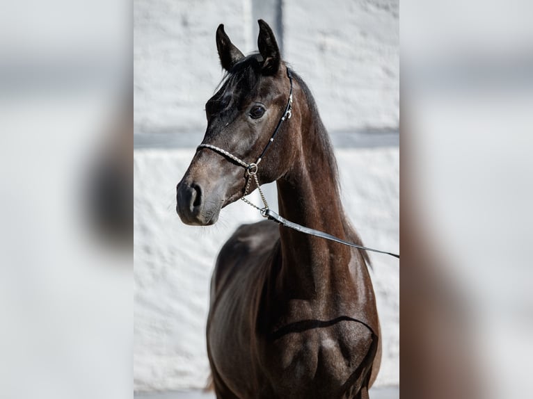 Purosangue arabo Stallone 2 Anni Può diventare grigio in Gomadingen