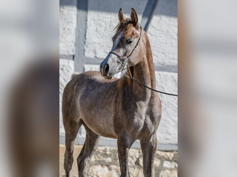 Purosangue arabo Stallone 2 Anni Può diventare grigio in Gomadingen