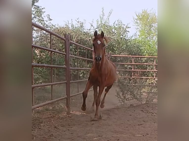 Purosangue arabo Stallone 2 Anni Sauro in Otura