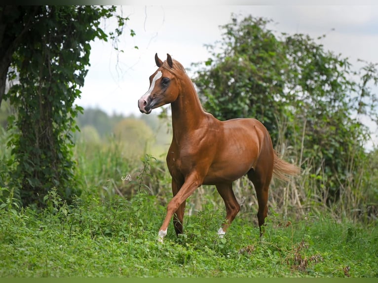 Purosangue arabo Stallone 2 Anni Sauro in Wroclaw