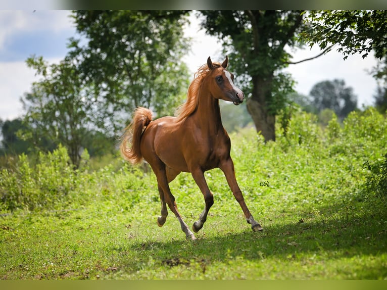 Purosangue arabo Stallone 2 Anni Sauro in Wroclaw