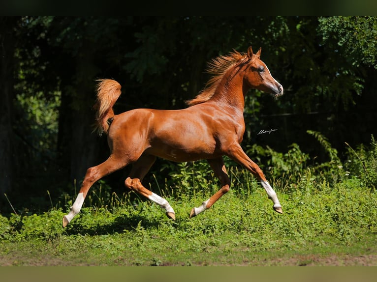 Purosangue arabo Stallone 2 Anni Sauro in Wroclaw