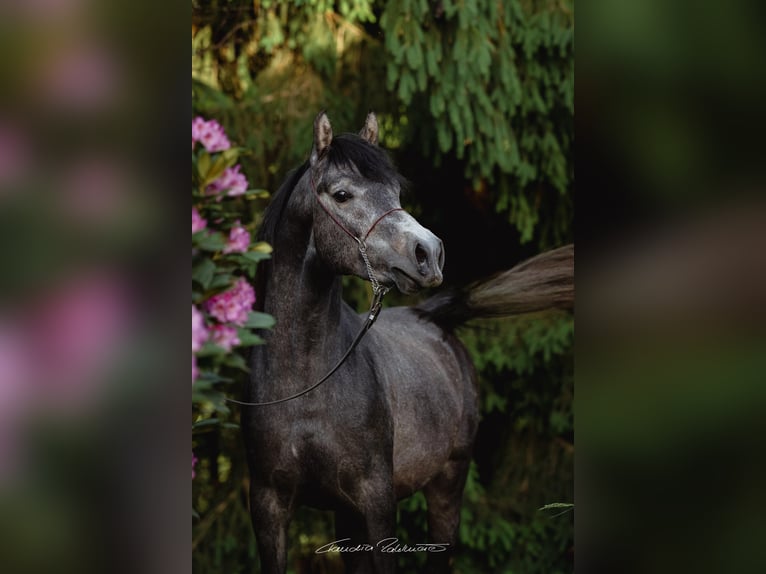 Purosangue arabo Stallone 3 Anni 148 cm Grigio trotinato in Söll