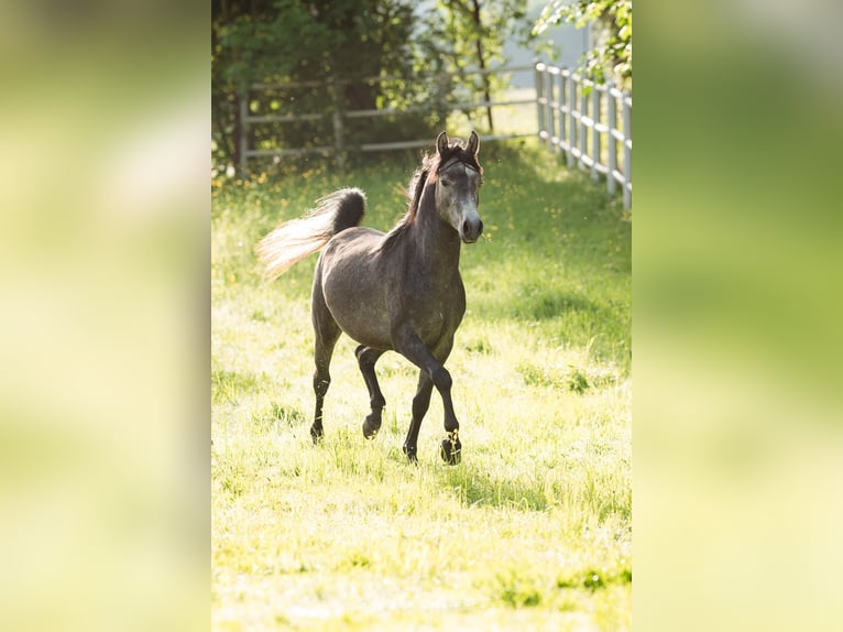 Purosangue arabo Stallone 3 Anni 148 cm Grigio trotinato in Söll