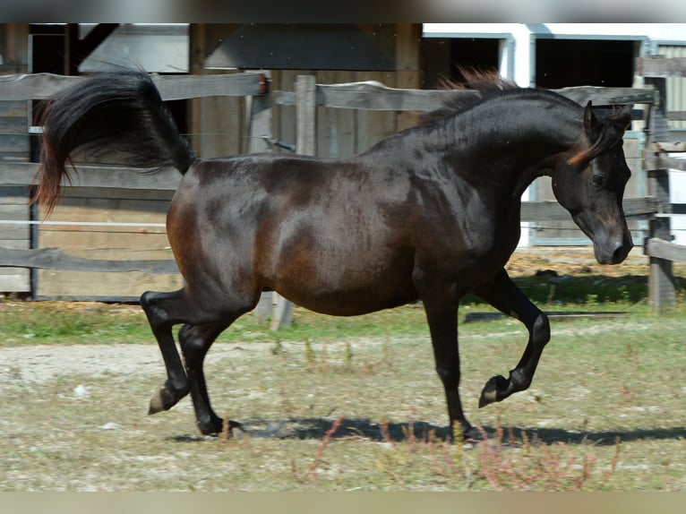 Purosangue arabo Stallone 3 Anni 150 cm Baio nero in Koprivnica