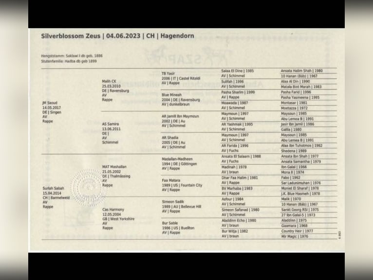 Purosangue arabo Stallone 3 Anni 150 cm Morello in HagendornHagendorn