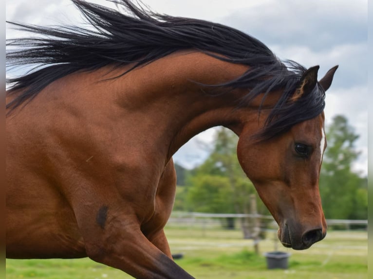 Purosangue arabo Stallone 3 Anni 151 cm Baio in Wielgolas Duchnowski