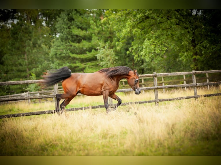 Purosangue arabo Stallone 3 Anni 151 cm Baio scuro in BELOEIL