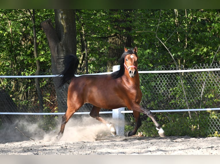 Purosangue arabo Stallone 3 Anni 154 cm Baio ciliegia in Małochwiej Duży