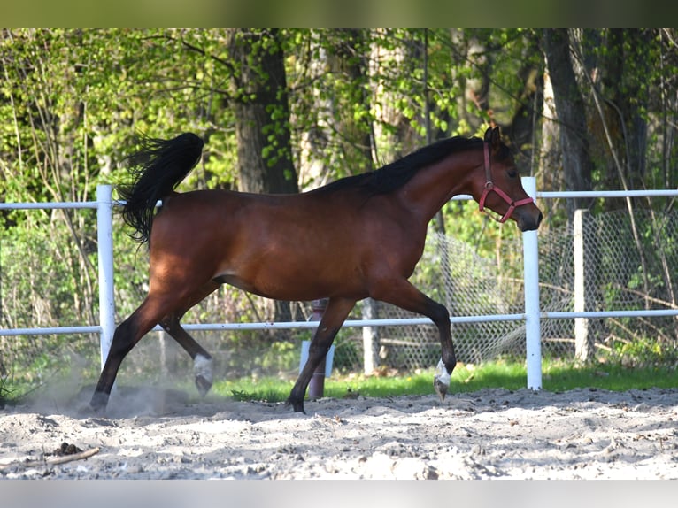 Purosangue arabo Stallone 3 Anni 154 cm Baio ciliegia in Małochwiej Duży