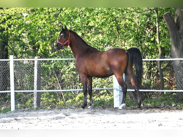 Purosangue arabo Stallone 3 Anni 154 cm Baio ciliegia in Małochwiej Duży