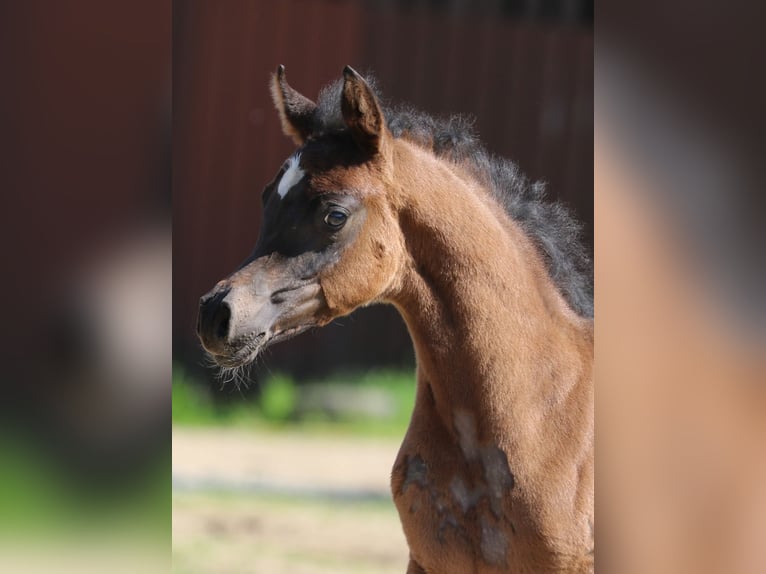 Purosangue arabo Stallone 3 Anni 154 cm Baio nero in LeunLeun