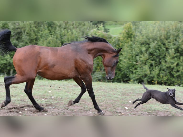 Purosangue arabo Stallone 3 Anni 155 cm Baio in Koprivnica