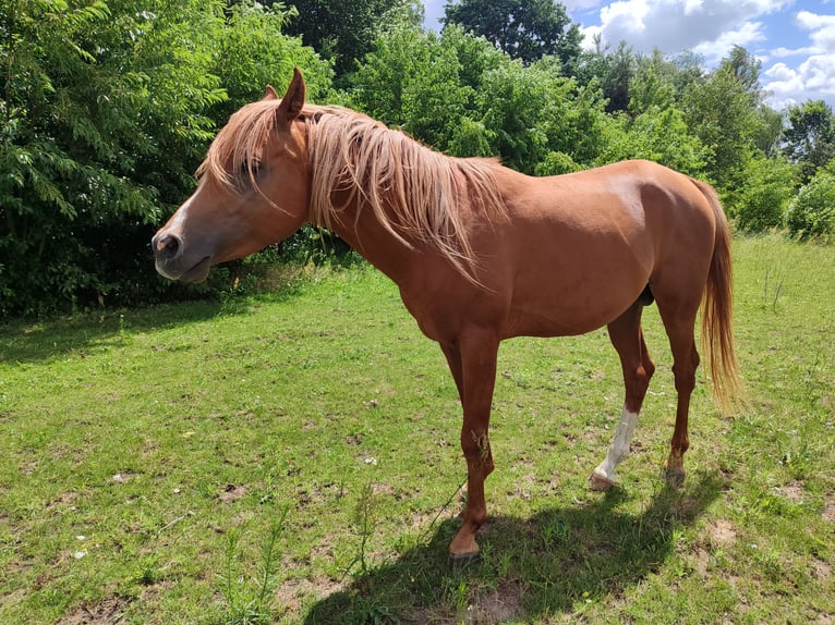 Purosangue arabo Stallone 3 Anni 155 cm Sauro in Pleszew