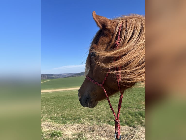 Purosangue arabo Stallone 3 Anni 155 cm Sauro in noerdange