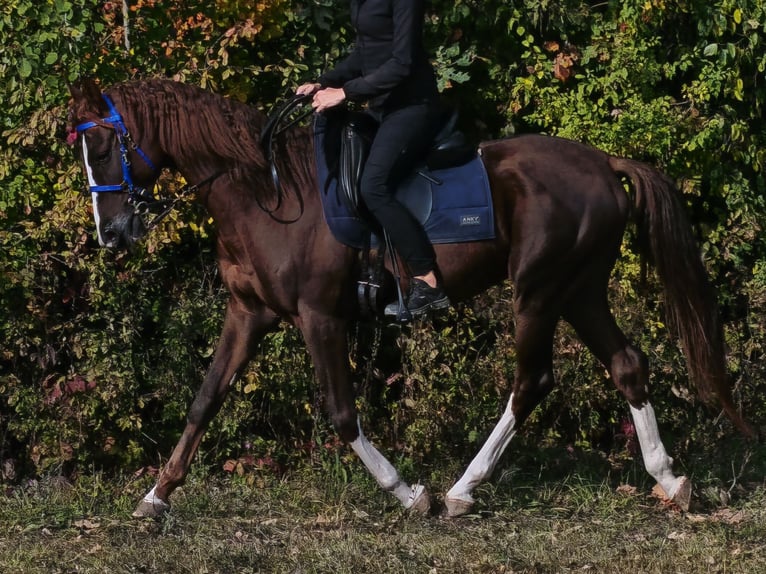 Purosangue arabo Stallone 3 Anni 155 cm Sauro scuro in Pokrzywnica