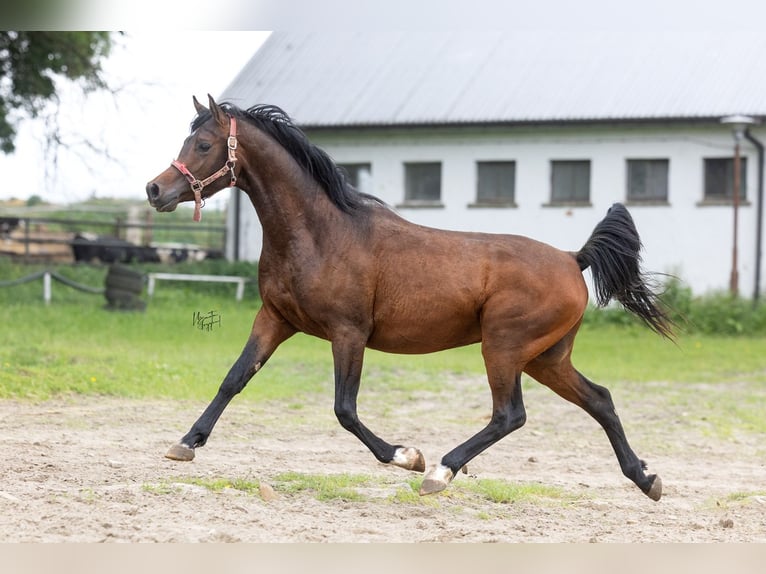 Purosangue arabo Stallone 3 Anni 156 cm Baio scuro in Kurozweki