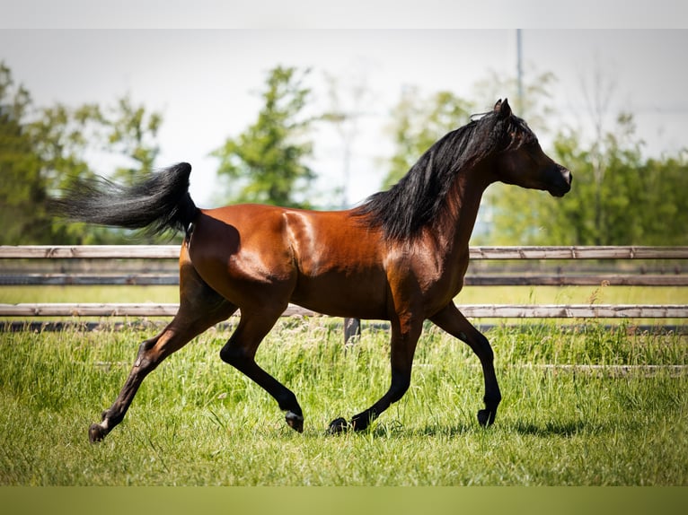 Purosangue arabo Stallone 3 Anni 156 cm Baio scuro in BELOEIL