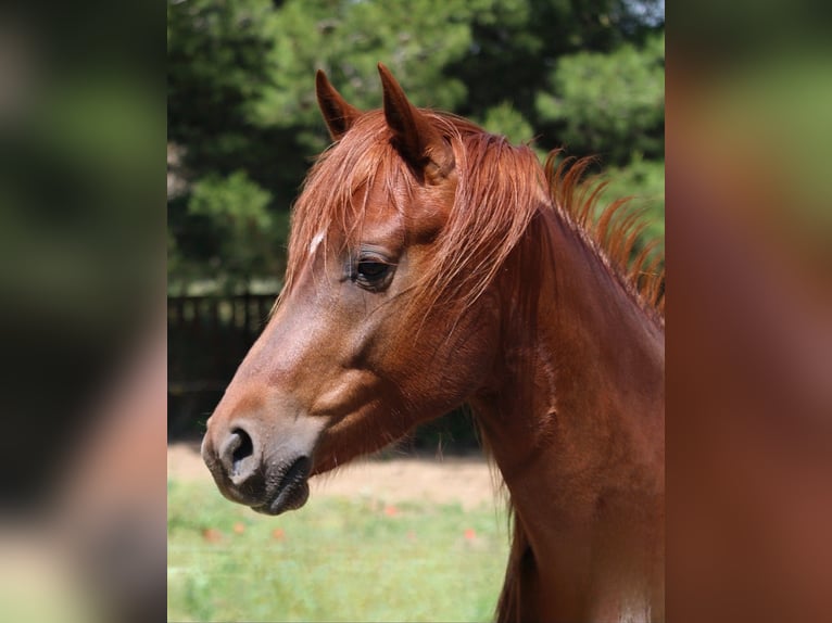 Purosangue arabo Stallone 3 Anni 156 cm Sauro in Aigues-Vives