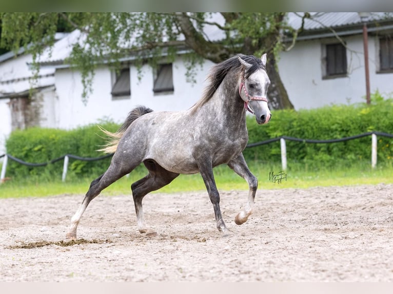 Purosangue arabo Stallone 3 Anni 157 cm Grigio in Kurozwęki
