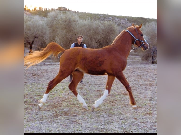 Purosangue arabo Stallone 3 Anni 157 cm Sauro ciliegia in Aguilar De La Frontera