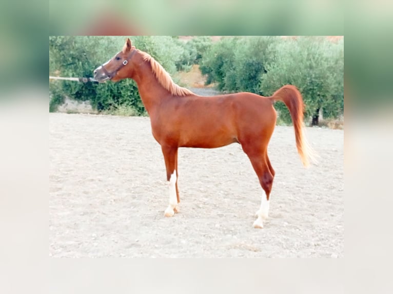 Purosangue arabo Stallone 3 Anni 157 cm Sauro ciliegia in Aguilar De La Frontera