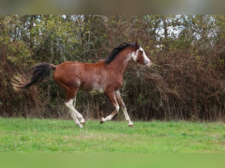 Purosangue arabo Stallone 3 Anni 159 cm Sabino in goven