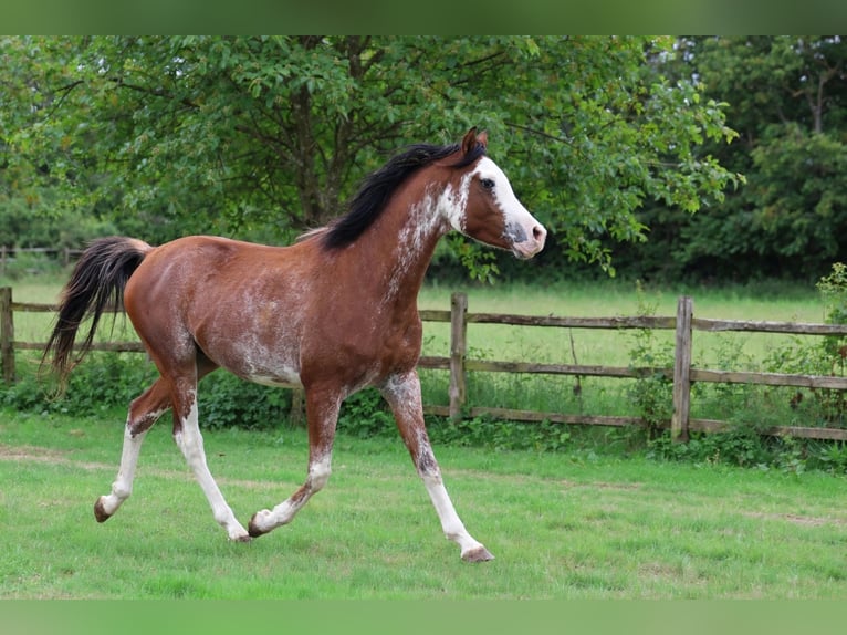 Purosangue arabo Stallone 3 Anni 159 cm Sabino in goven