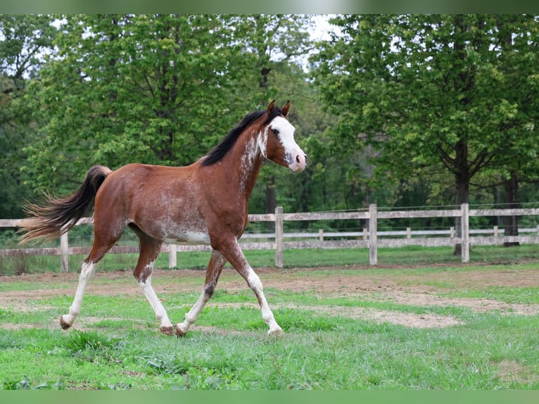 Purosangue arabo Stallone 3 Anni 159 cm Sabino in goven