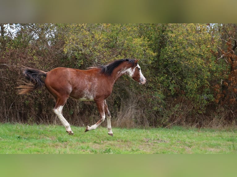 Purosangue arabo Stallone 3 Anni 159 cm Sabino in goven