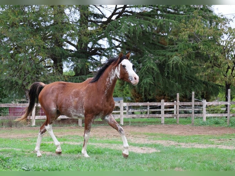 Purosangue arabo Stallone 3 Anni 159 cm Sabino in goven