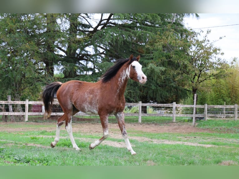 Purosangue arabo Stallone 3 Anni 159 cm Sabino in goven
