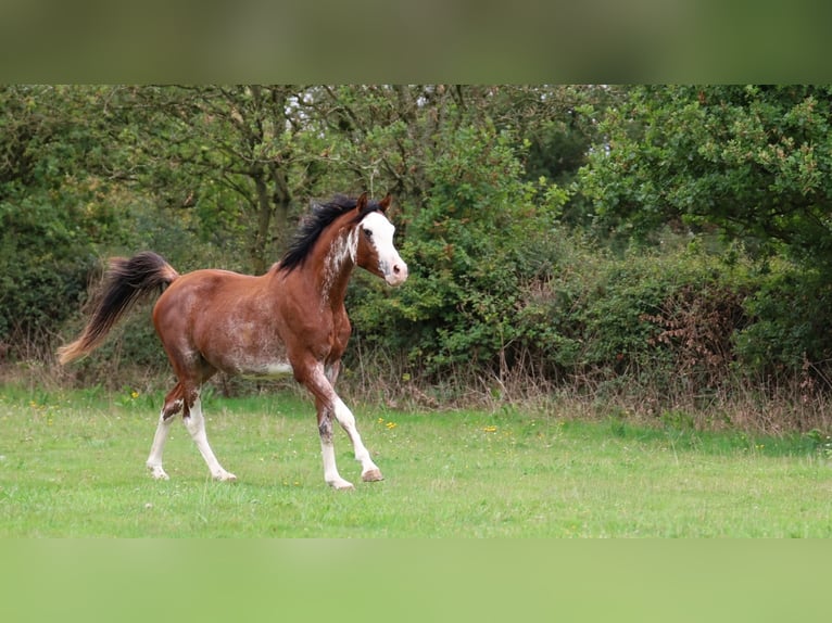 Purosangue arabo Stallone 3 Anni 159 cm Sabino in goven