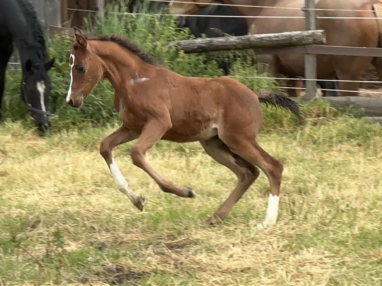 Purosangue arabo Stallone 3 Anni Baio in Tiefenbach