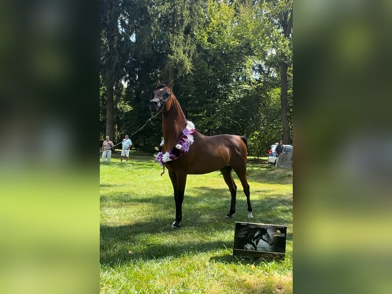 Purosangue arabo Stallone 3 Anni Baio in Poznań