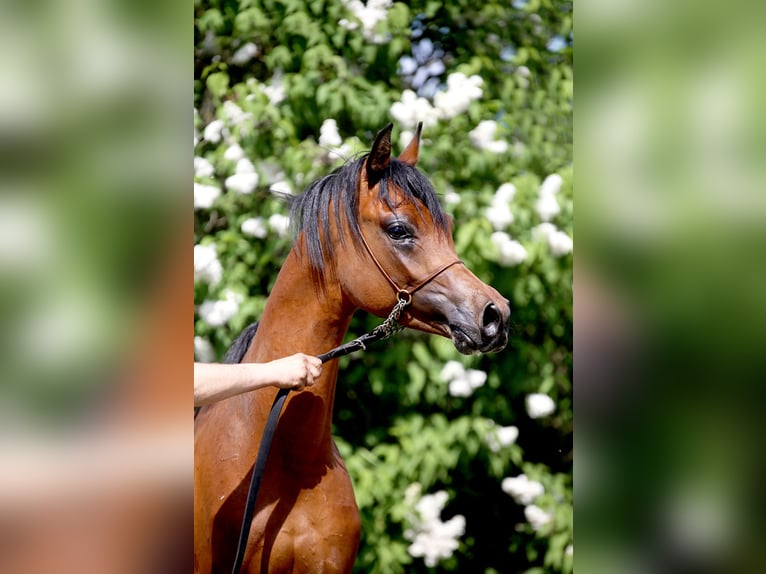 Purosangue arabo Stallone 3 Anni Baio ciliegia in Stryków