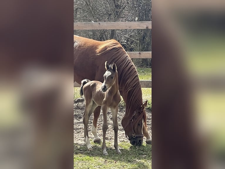 Purosangue arabo Stallone 3 Anni Baio scuro in Stropieszyn