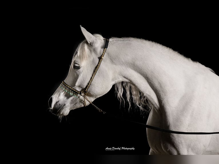 Purosangue arabo Stallone 3 Anni Grigio in Den Ham