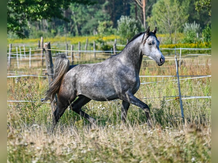 Purosangue arabo Stallone 3 Anni Grigio in Halinów