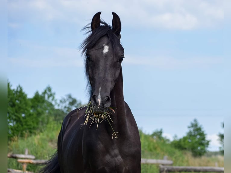Purosangue arabo Stallone 3 Anni Morello in Koło