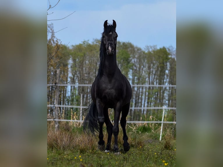 Purosangue arabo Stallone 3 Anni Morello in Koło