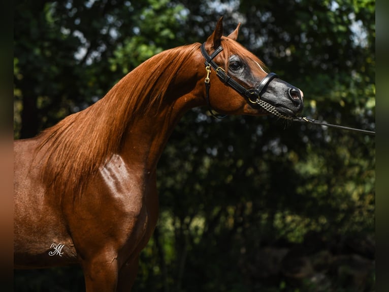 Purosangue arabo Stallone 3 Anni Sauro in Wroclaw